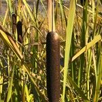 Typha latifoliaFlor