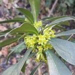 Daphne laureola ফুল