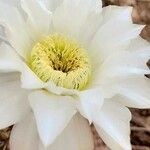 Acanthocalycium leucanthum Fleur