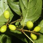 Quiina macrophylla Fruct