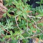 Helianthemum oelandicum Blad