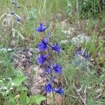 Delphinium verdunenseЦветок