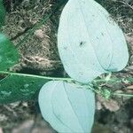 Smilax glauca ഇല