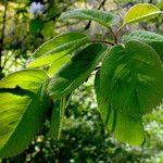 Amelanchier cusickii 葉