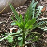 Crambe arborea Habitus