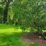 Euonymus maackii Habit