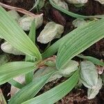 Coelogyne cristata Foglia