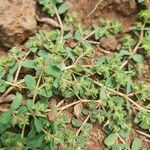 Euphorbia inaequilatera Leaf