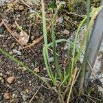 Allium sikkimense Liść