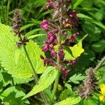 Stachys sylvatica Flor