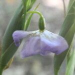 Alophia silvestris Flower