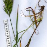 Bromus madritensis Blatt