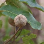 Khaya anthotheca Frukto