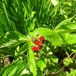 Potentilla atrosanguinea Other