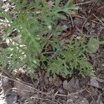 Ambrosia artemisiifolia 叶