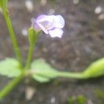 Lindernia crustacea Flower