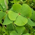 Marsilea hirsuta Habit