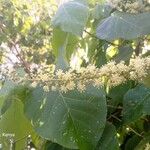 Croton macrostachyus Fiore
