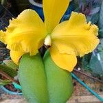 Cattleya spp. Blomst