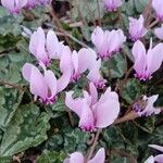 Cyclamen hederifolium Flower