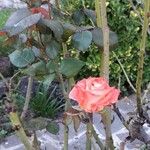 Rosa chinensis Квітка