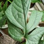 Amydrium medium 葉