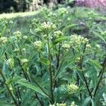 Senecio cacaliaster ফুল