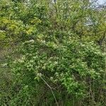 Lonicera morrowii Natur