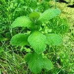 Mentha × villosa Hábito