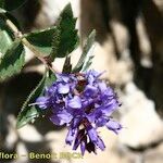 Paederota bonarota Flower