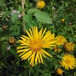 Inula salicina Kukka