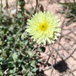 Crepis albidaKwiat