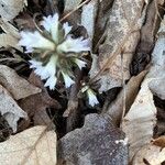 Obolaria virginica Fiore