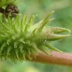 Xanthium orientale ഫലം