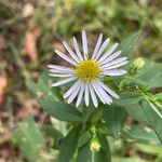 Symphyotrichum lanceolatumКвітка