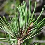 Pinus uncinata Blad