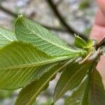 Salix laggeri Feuille