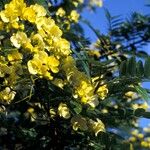 Senna spectabilis Cvet