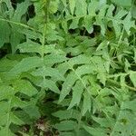 Cirsium erisithales Blad