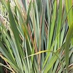 Phormium tenax Leaf