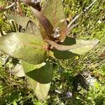 Asclepias cordifolia Foglia