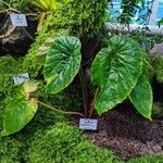 Begonia nepalensis Habit
