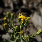 Senecio spartioides Цвят