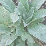 Verbascum olympicum Leht