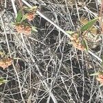 Euphorbia nutans Cvet