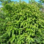 Miconia affinis Leaf