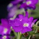 Primula hirsuta Flor