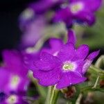 Primula hirsuta Flower