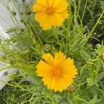 Coreopsis lanceolataBlüte