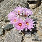 Mammillaria tetrancistra Flower